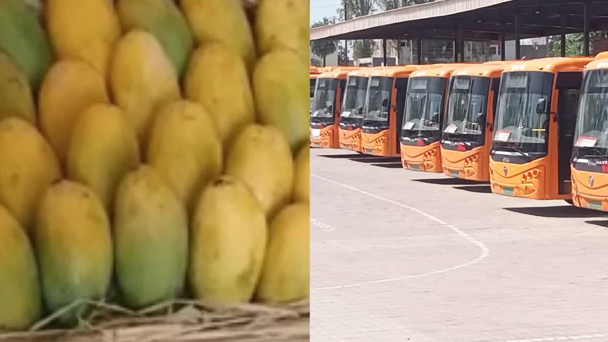 city buses reach awadh shilpgram for mango festival in lucknow from 11th July 2024 up hindi news