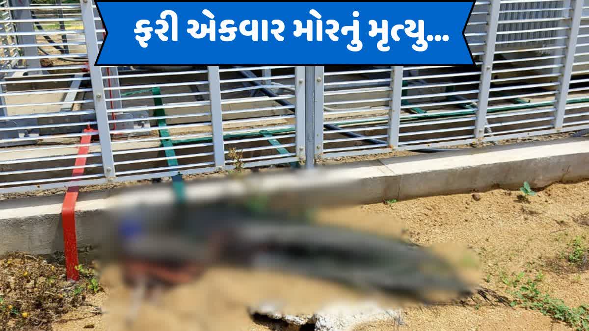 રાષ્ટ્રીય પક્ષી મોરનું ફરીથી મોત