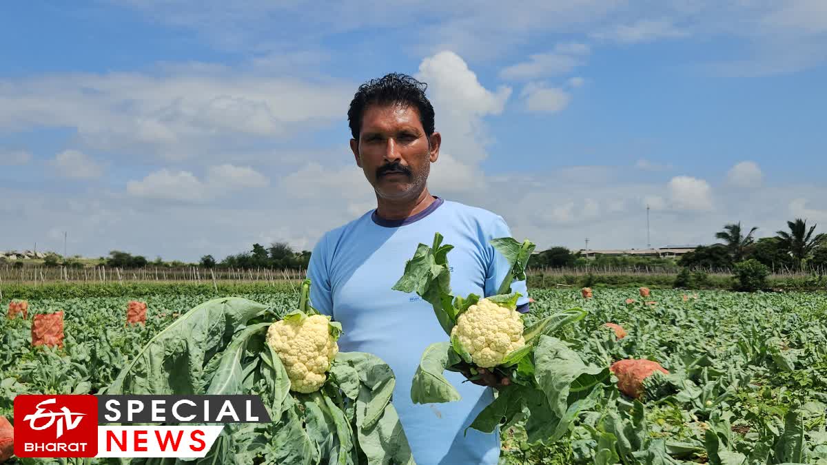 Cauliflower Success Story