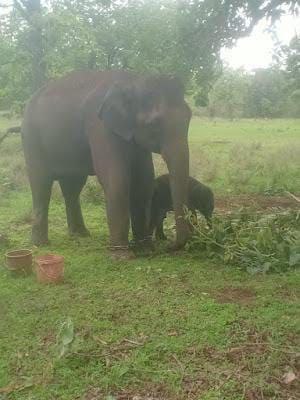 BANDHAVGARH TIGER RESERVE