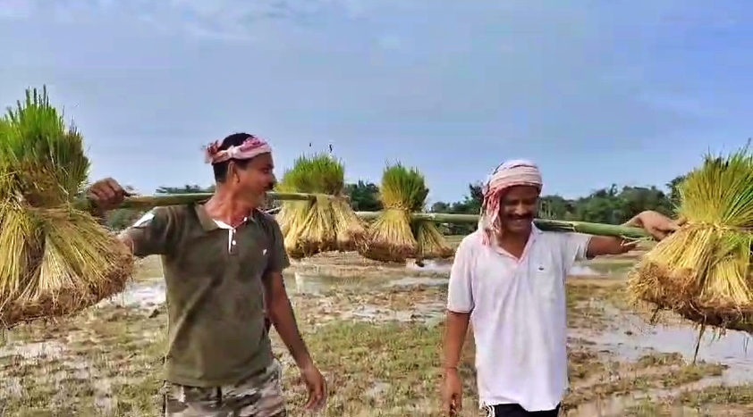 Farmers busy in paddy field