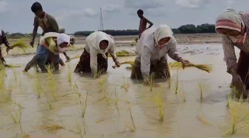 Farmers busy in paddy field