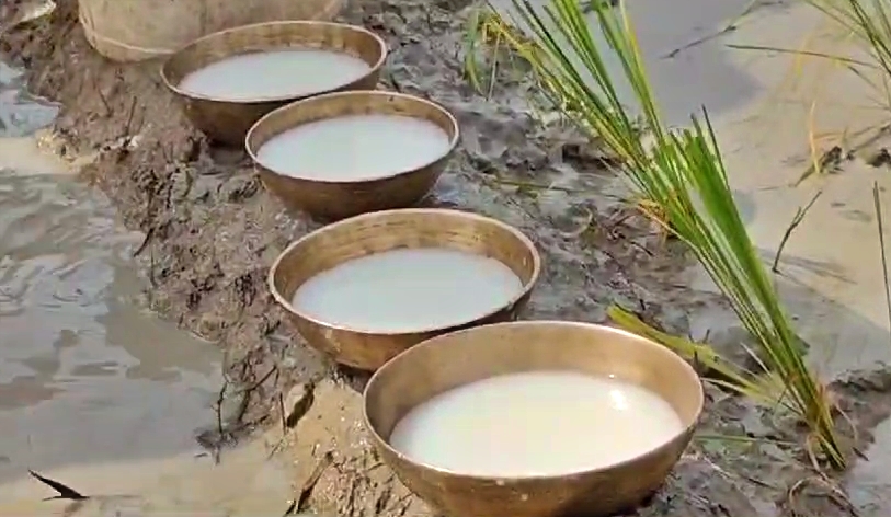 Farmers busy in paddy field