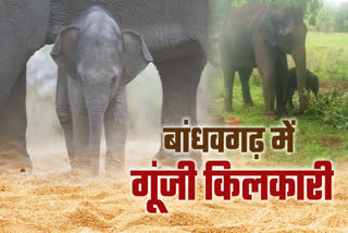 ELEPHANT POONAM BIRTH TO BABY