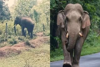 TERROR OF ELEPHANTS IN ANUPPUR