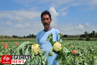 Cauliflower Success Story