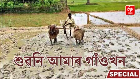 Sivasagar farmers and ploughmans busy in paddy field