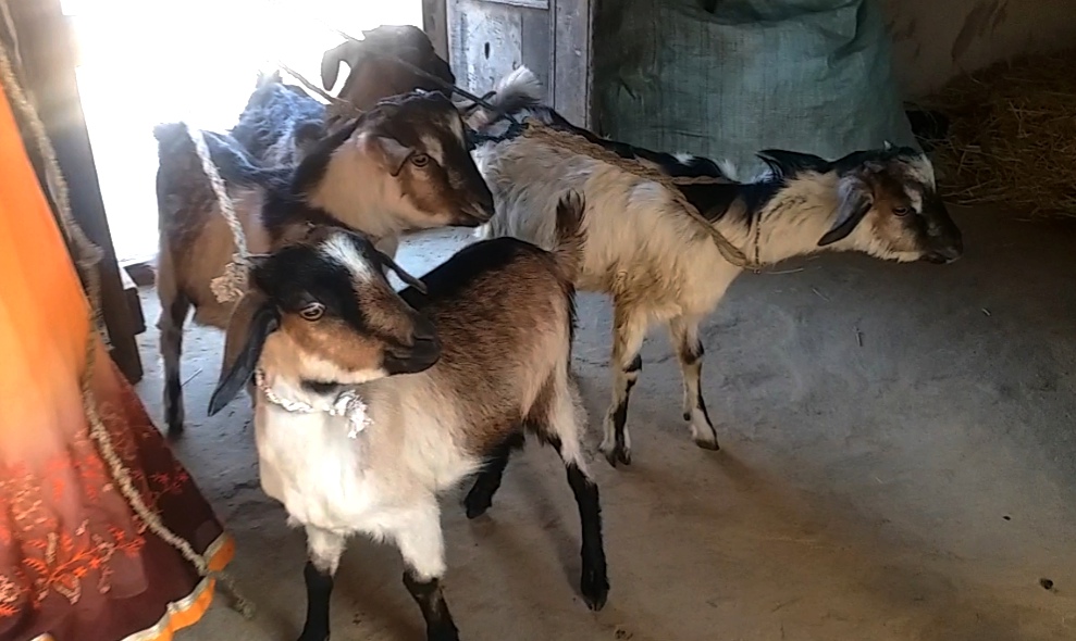 Earning From African Goat