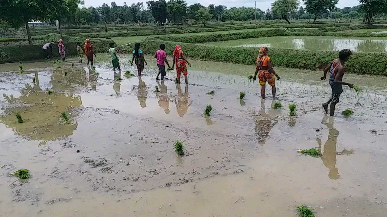 Rice plantation using SRI technique