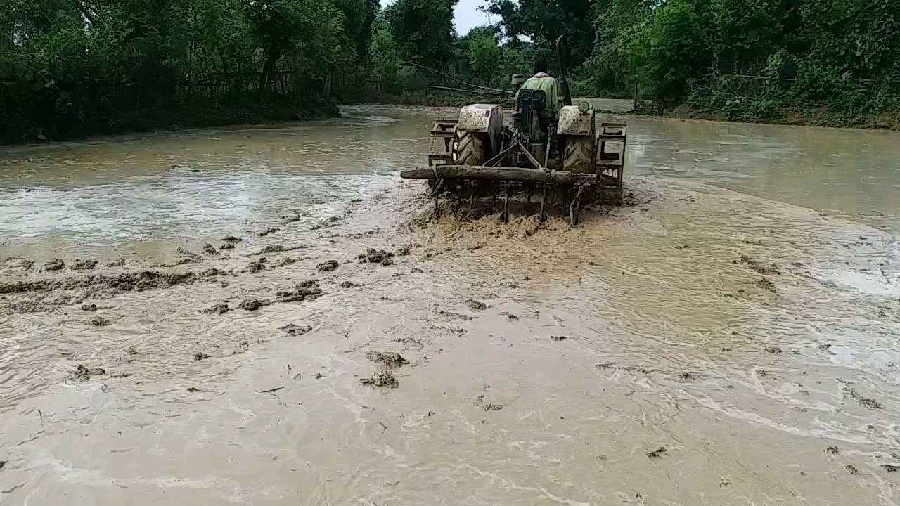 Rice plantation using SRI technique