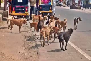STERILIZATION SURGERY FOR DOGS  RAICHUR  ಬೀದಿ ನಾಯಿ ದಾಳಿ  ಸಂತಾನಹರಣ ಚಿಕಿತ್ಸೆ