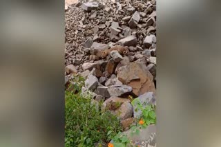 Leopard dead body found