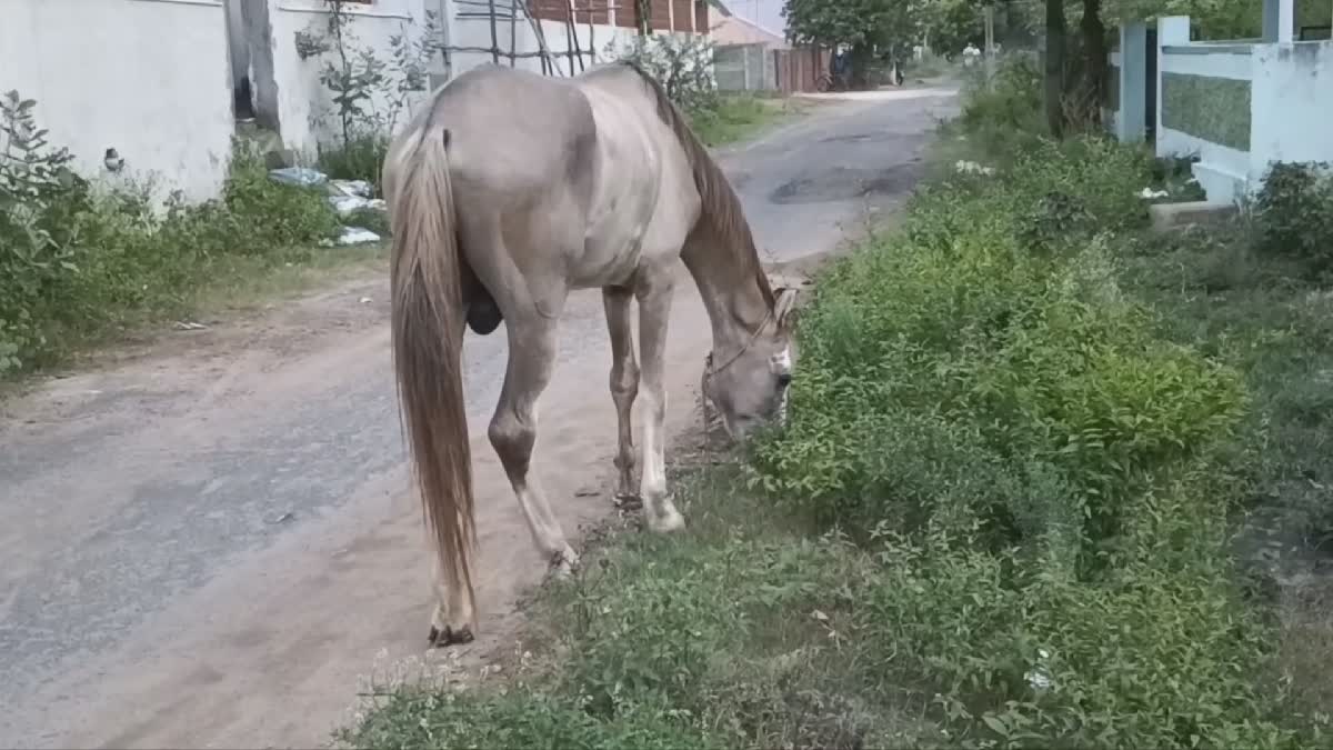 three people injured on horse bite in Cuddalore