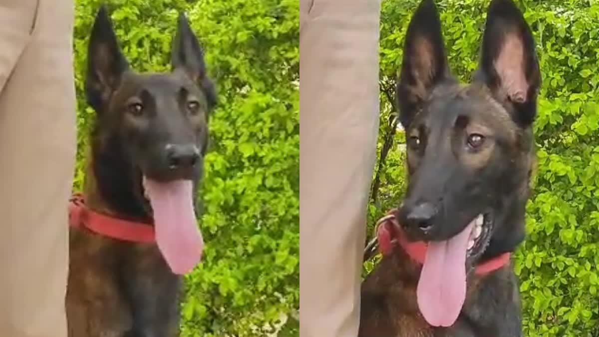 Karnataka police dog Tara