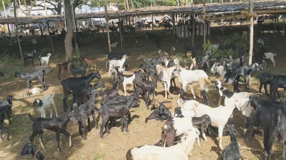 Devotee 60 Goats pay nerthikadan