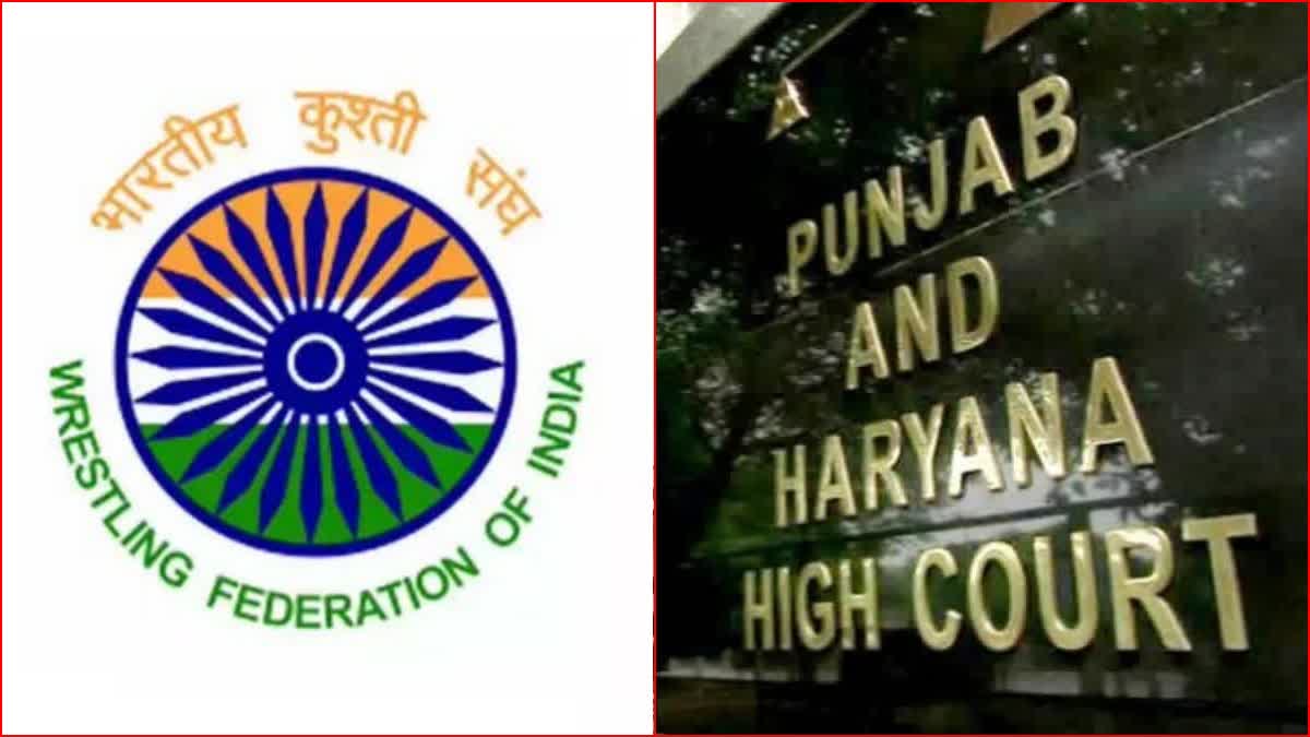 punjab haryana high court