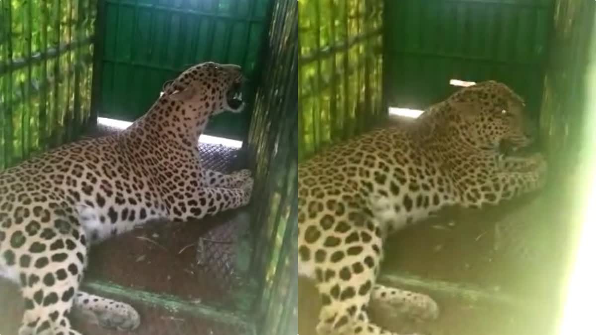 Surat Leopard Attack