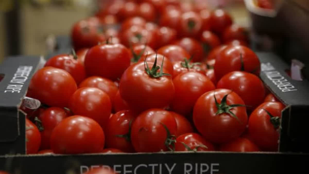 About 10 tonnes of tomatoes imported from Nepal are in transit and the commodity will be distributed in Uttar Pradesh during the weekend at a subsidised rate of Rs 70 per kg, a top official of cooperative NCCF said on Friday.