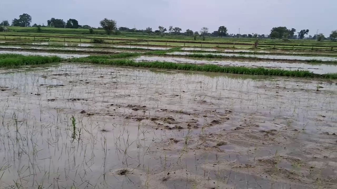 Kota Farmers not Insuring Crop