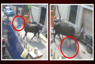 Watch: Stray jersey cow attacks nine year old school girl in Chennai street