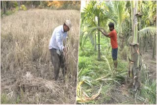 Wild animals damage crops in Shivamogga