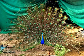Peacock Viral Video