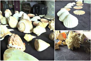 Sea Conch Shells Collections