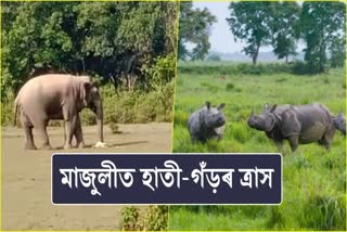 Wild Elephant and Rhino terror