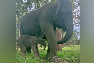 Birth of baby elephant at Bandipur Tiger Reserve