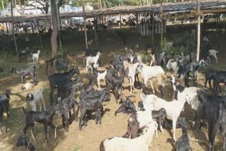 Devotee 60 Goats pay nerthikadan