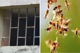 Child Dies In Bee Attack