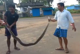 huge python was spotted in yellandu Mandal