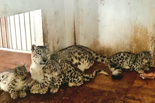 Snow leopard  darjeelings padmaja naidu  himalayan zoological Park  zoological Park  leopard  Snow leopard birth  സിമ്പ  ഹിമപ്പുലി  ഡാർജിലിംഗ് മൃഗശാല  ഡാർജിലിംഗ്