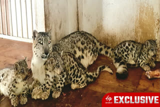 Snow Leopard welcomes Cub in Darjeeling Zoo