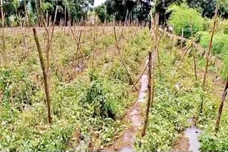 Tomato Crop Uprooted