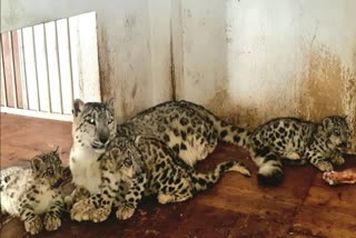 Snow leopard cub born in Darjeeling zoo