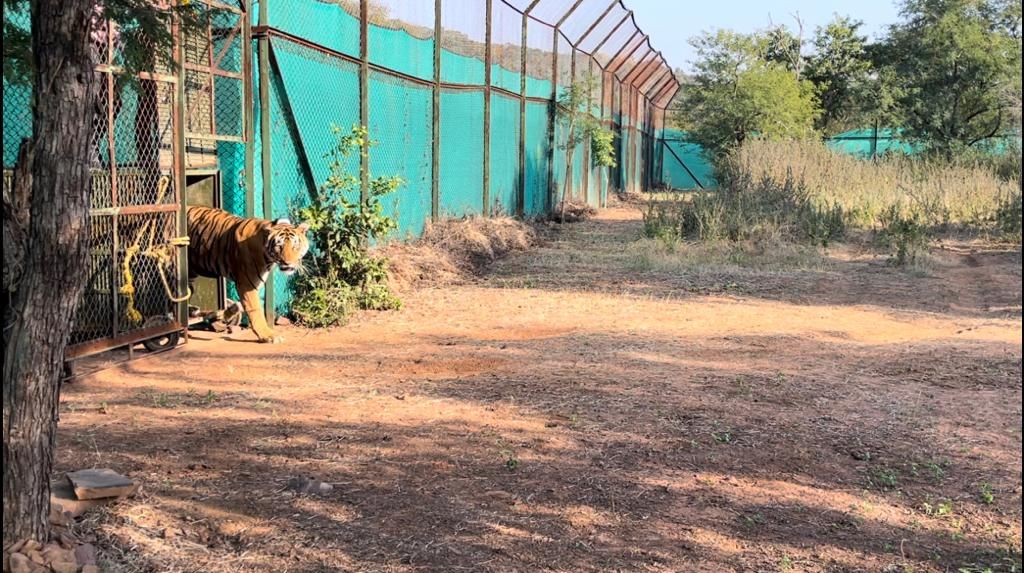 Ranthambore Tiger Reserve