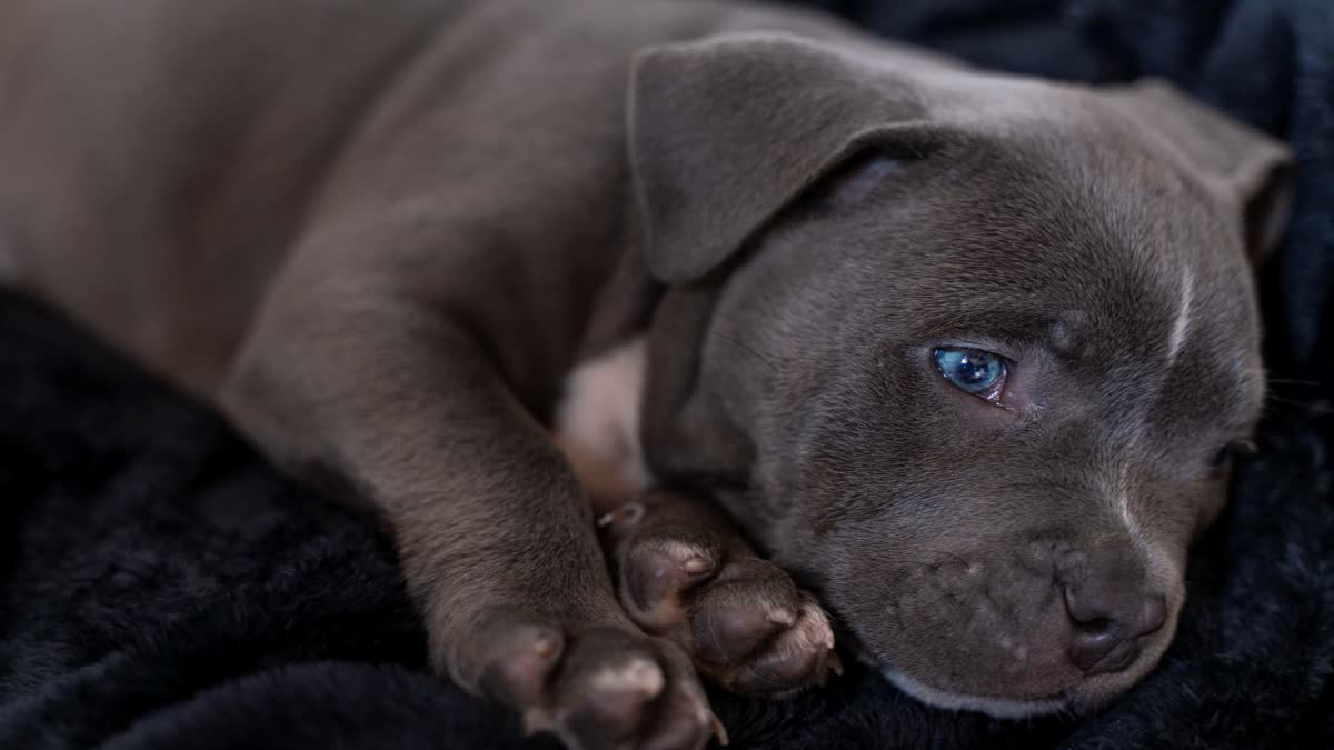 CAR CRUSH PUPPIES