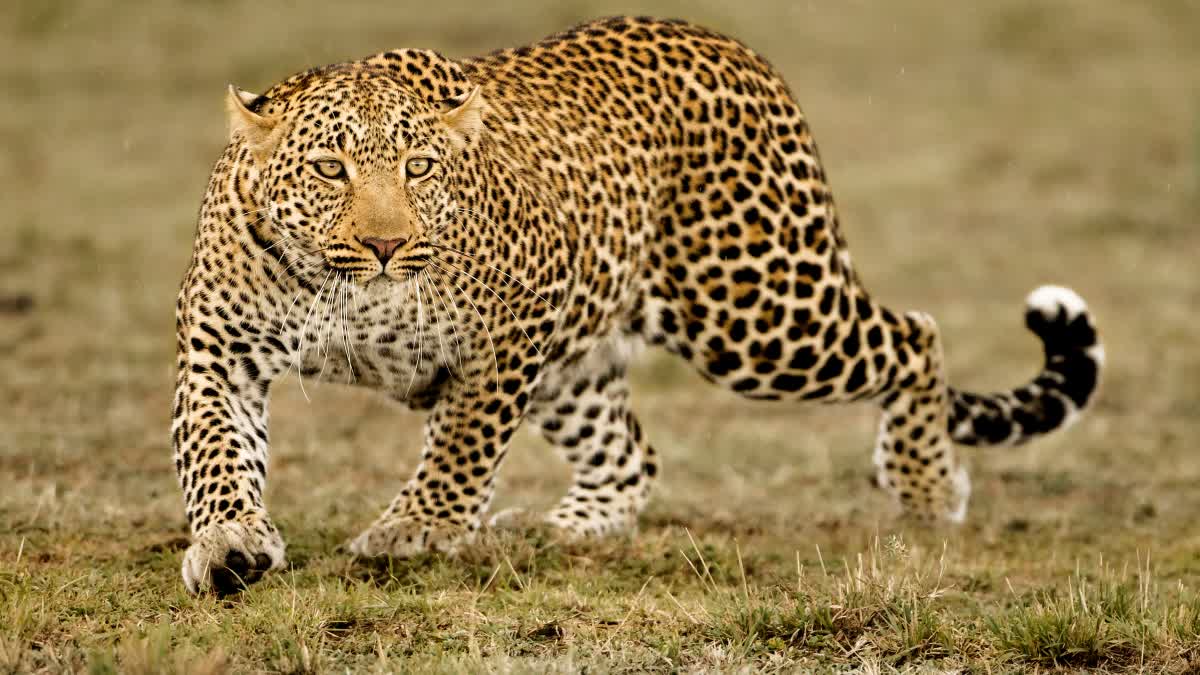 LEOPARD MOVEMENT IN SHIVPURI