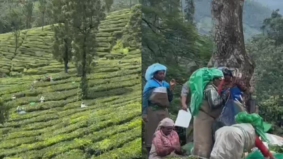 വയനാടിനായി തോട്ടം തൊഴിലാളികള്‍  PLANTATION WORKERS HELP TO CMDRF  Wayanad landslide 2024  PLANTATION WORKERS DONATION CMDRF