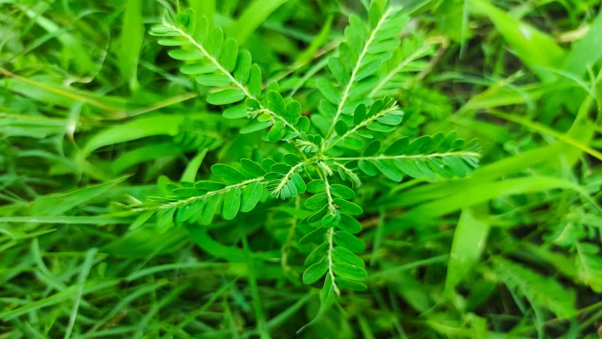 Medicinal Uses Of Bhumi Amla