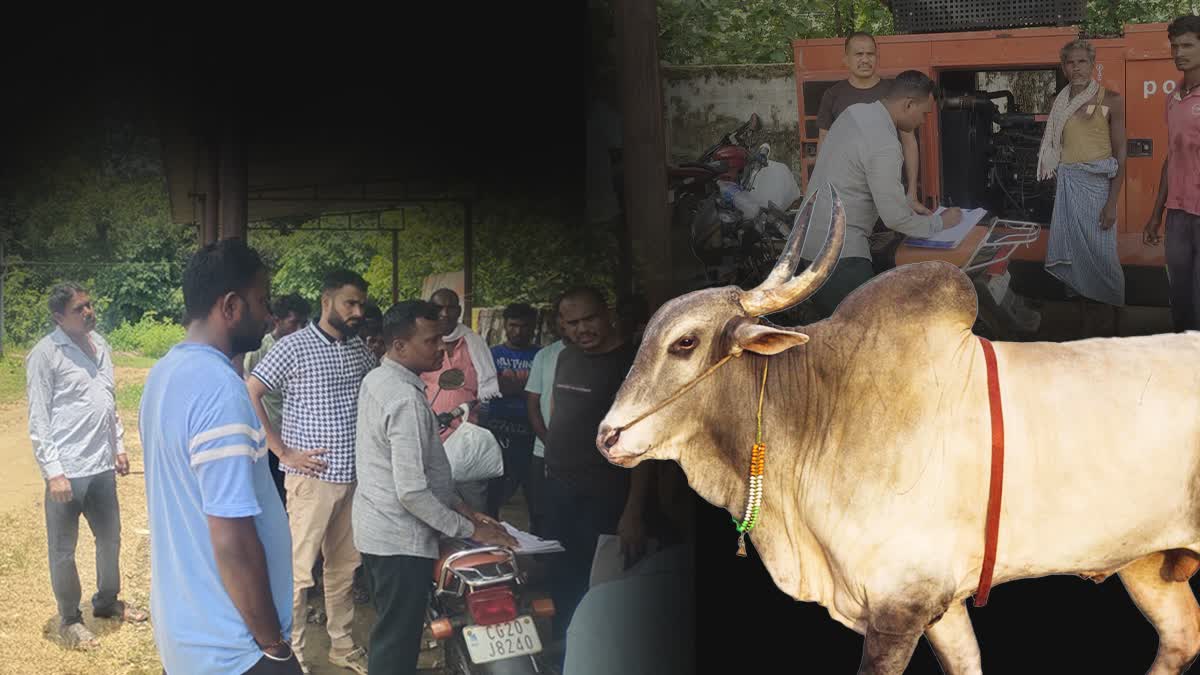 Murder because of a Bull in Bijapur