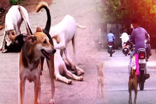 GHMC Proactive Measures to Prevent Dog Attacks