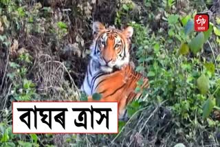 royal bengal tiger roaming freely in Kaliabor terror continue in the area