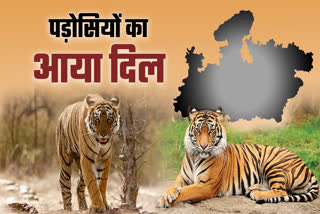 4 STATES DEMAND MP TIGER