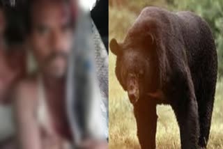 Bear Attack In Amravati