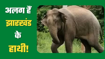 Elephants of Jharkhand