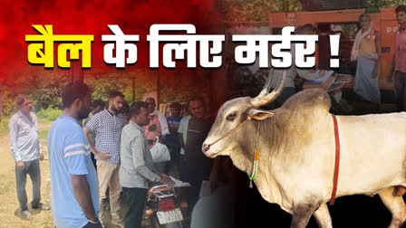 MURDER FOR BULL IN BIJAPUR