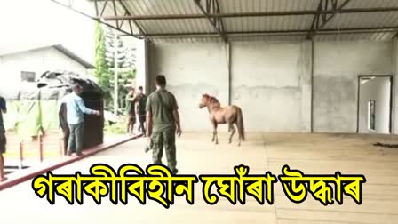 HORSE RESCUED IN NAHARKATIA