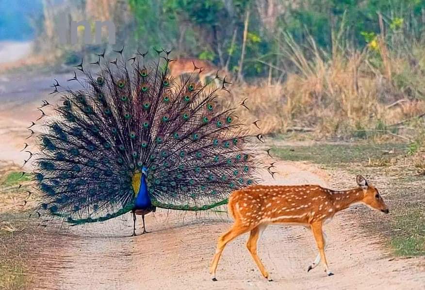 Peacock Dance In VTR